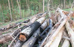 Phó Chủ tịch xã liên quan vụ phá rừng tại Lâm Đồng bị tạm đình chỉ công tác