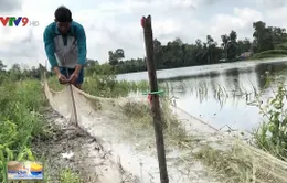 Lũ lớn, nông dân Hậu Giang nuôi cá trên ruộng thay lúa vụ 3