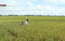 Sản xuất lúa gạo theo mô hình "Ruộng nhà mình"