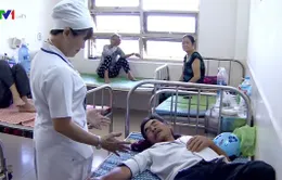 Phú Yên: Gia tăng số người bị rắn lục đuôi đỏ cắn
