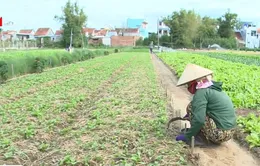 Lãng quên lợi thế cây rau thơm