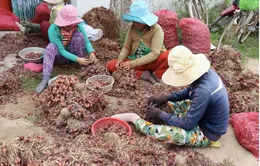 Hành tím mất giá mạnh, nông dân Ninh Thuận gặp khó