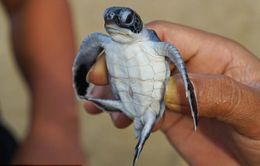 Rác thải nhựa đang giết chết 40% rùa biển non