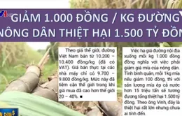 Lối đi nào cho ngành mía đường Việt Nam?