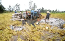 Phập phồng nỗi lo xuống giống lúa vụ 3