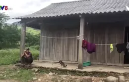 Nguy cơ phá sản làng thanh niên lập nghiệp