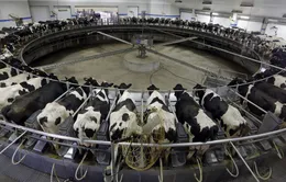 Châu Âu trợ giá cho sữa bột như thế nào?