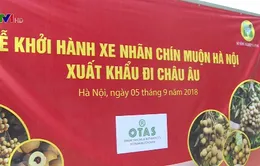 Nhãn muộn Hà Nội xuất đi Mỹ và châu Âu