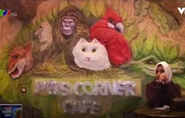 Pet Corner - Quán cafe dành cho thú cưng tại Ai Cập