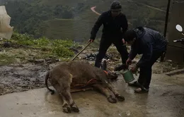 Lào Cai thêm 69 con gia súc chết vì rét