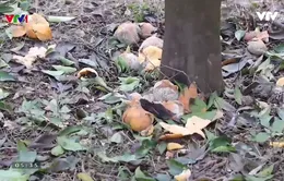 Quýt Bắc Kạn rụng la liệt, chủ vườn thiệt hại hàng trăm triệu đồng