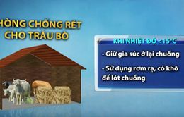 Các biện pháp chống rét cho trâu bò và rau màu