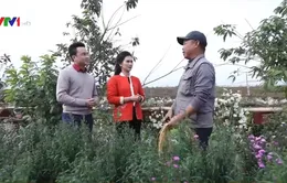 Làng hoa trên bãi đá sông Hồng - Điểm đến nổi tiếng thu hút du khách