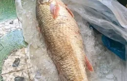 Ngư dân Quảng Ngãi bắt được cá sủ vàng quý hiếm