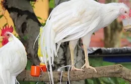 Khám phá trại nuôi gà cảnh "độc, lạ" có một không hai ở Khánh Hòa