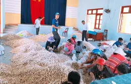 Hỗ trợ nông dân tiêu thụ hành tỏi Lý Sơn bị tồn đọng