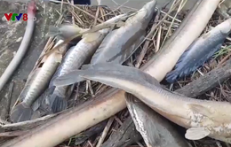 Cá chết hàng loạt tại KCN Quán Ngang, Quảng Trị