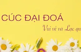 Lạc quan như bông cúc đại đoá