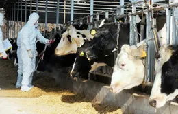 Hàn Quốc đối phó khẩn cấp dịch lở mồm long móng