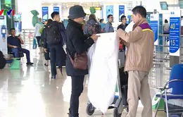 Đào, mai nhỏ cũng bị thu phí vận chuyển hàng không