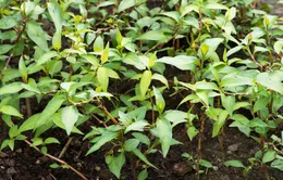 Hiểu thêm về công dụng chữa bệnh của rau răm