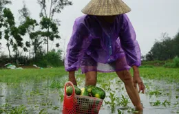 Nông dân trồng dưa hấu trắng tay vì bão số 1