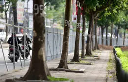 Hà Nội chi hơn 7 triệu đồng chặt mỗi cây xanh trên đường Láng