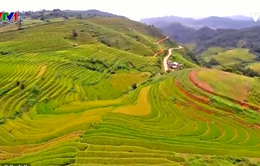 Mê mẩn vẻ đẹp ruộng bậc thang Mù Cang Chải