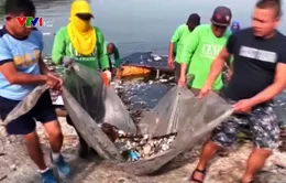 Cá chết hàng loạt tại khu du lịch sinh thái Philippines