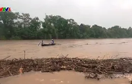 Bất chấp hiểm nguy, người dân vớt củi giữa dòng nước lũ