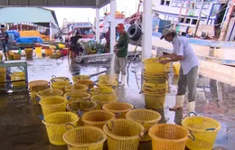 Kiên Giang: doanh nghiệp thủy sản mòn mỏi chờ nguyên liệu
