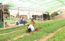 Phong trào trồng rau hữu cơ ở Campuchia