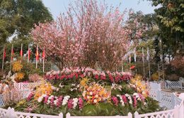Nhiều hoạt động hấp dẫn tại Lễ hội Hoa anh đào Nhật Bản