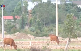 Nỗi lo mất bò ở các vùng quê Quảng Bình