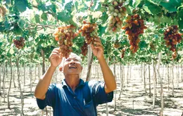 Tôn vinh và quảng bá văn hóa, du lịch Ninh Thuận tại Hà Nội