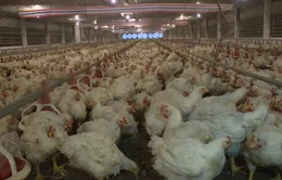 Nhập khẩu không phải là nguyên nhân chủ yếu gây giảm giá thịt gà tại Đông Nam Bộ