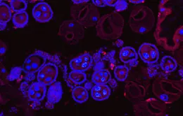 Thử nghiệm thành công bước đầu vi khuẩn kiềm chế virus sốt xuất huyết