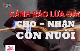 Cảnh báo lừa đảo cho, nhận con nuôi