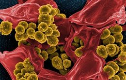 Đã tạo ra “siêu virus” tiêu diệt được siêu vi khuẩn kháng thuốc?