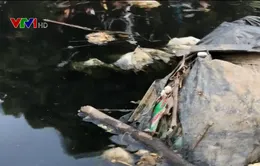 Ô nhiễm kênh Bắc Hưng Hải ảnh hưởng đến cuộc sống của hàng nghìn hộ dân