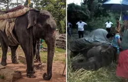 Voi Sri Lanka chết vì chở khách du lịch đến kiệt sức