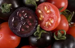 Phát triển giống cà chua tím giàu anthocyanin