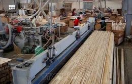 Tạm ngừng kinh doanh tạm nhập tái xuất gỗ dán sang Hoa Kỳ