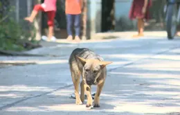 Khánh Hòa: Bùng phát bệnh sán chó