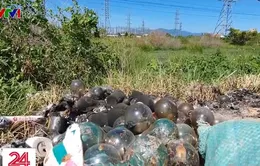 Quá tải bóng đèn đã qua sử dụng sau canh tác thanh long tại Bình Thuận