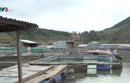 Quảng Nam phát triển kinh tế lòng hồ thủy điện