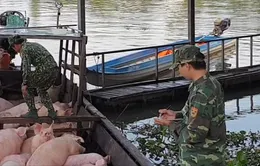 Tăng cường kiểm soát chống buôn bán, vận chuyển lợn trái phép