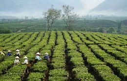 Việt Nam là nhà cung cấp trà số 1 cho Đài Loan (Trung Quốc)