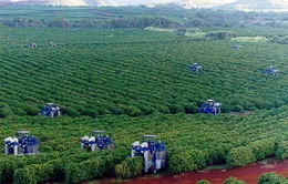 Xuất khẩu cà phê Brazil ghi nhận mức kỷ lục mới