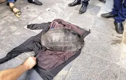 Tạm giữ đối tượng nghi câu trộm rùa ở Hồ Gươm